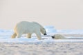 Polar bear swimming in water. Two bears playing on drifting ice with snow. White animals in the nature habitat, Alaska, Canada. Royalty Free Stock Photo