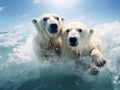 Polar bear swimming in water. Two bears playing on drifting ice with snow. White animals in the nature habitat Alaska Canada Royalty Free Stock Photo