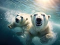 Polar bear swimming in water. Two bears playing on drifting ice with snow. White animals in the nature habitat Alaska Canada Royalty Free Stock Photo