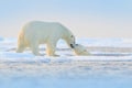 Polar bear swimming in water. Two bears playing on drifting ice with snow. White animals in the nature habitat, Alaska, Canada. Royalty Free Stock Photo