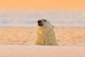 Polar bear swimming in water. White animals in the nature habitat, Svalbard, Norway. Evening sunset, Arctic wildlife. Funny nature