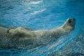 A polar bear swimming