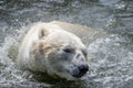Polar bear swimming. Wild animal in summer sunny weather