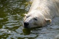 Polar bear swimming. Wild animal in summer sunny weather