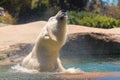 Captive polar bear splashes and shakes his fur while swimming in a zoo in san diego southern california USA Royalty Free Stock Photo