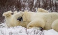 Polar bear takedown