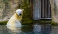 Polar bear taking a bath in the water, vulnerable animal specie from the arctic circle Royalty Free Stock Photo