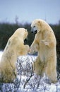 POLAR BEAR thalarctos maritimus, ADULTS FIGHTING, CHURCHILL MANITOBA IN CANADA