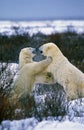 Polar Bear thalarctos maritimus, Adults fighting, Churchill in Manitoba, Canada