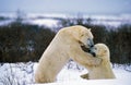 Polar Bear, thalarctos maritimus, Adults fighting, Churchill in Manitoba, Canada