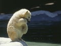 Polar Bear, thalarctos maritimus, Cub readu to Jump in Water Royalty Free Stock Photo