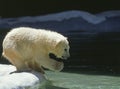 Polar Bear, thalarctos maritimus, Cub ready to Jump in Water