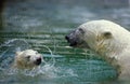 POLAR BEAR thalarctos maritimus, FEMALE WITH CUB PLAYING, CANADA Royalty Free Stock Photo