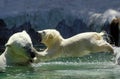 POLAR BEAR thalarctos maritimus, FEMALE WITH CUB PLAYING, CANADA Royalty Free Stock Photo