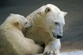Polar Bear, thalarctos maritimus, Female with Pup Royalty Free Stock Photo