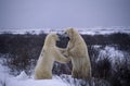 Polar Bear, thalarctos maritimus, Males fighting, Churchill in Manitoba, Canada