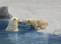 Polar Bear, thalarctos maritimus, Mother and Cub playing on Ice Royalty Free Stock Photo