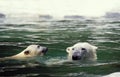 Polar Bear, thalarctos maritimus, Mother with Cub standing in Water Royalty Free Stock Photo