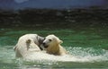 Polar Bear, thalarctos maritimus, Mother with Cub standing in Water Royalty Free Stock Photo
