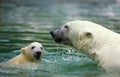 Polar Bear, thalarctos maritimus, Mother with Cub standing in Water Royalty Free Stock Photo