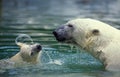 Polar Bear, thalarctos maritimus, Mother with Cub standing in Water Royalty Free Stock Photo