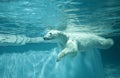 Polar bear Royalty Free Stock Photo