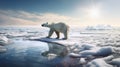 Polar bear threatened by climate change and global warming