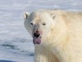 Polar bear with tongue out, sensing food