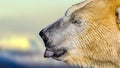 Polar bear tongue Royalty Free Stock Photo