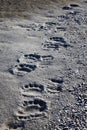 Polar bear tracks