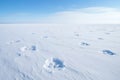 polar bear tracks in the frosty snow surface