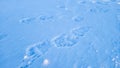 Polar Bear tracks in the snow
