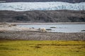 Polar bear in Arctic