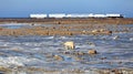 Polar bear Royalty Free Stock Photo