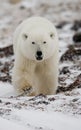 A polar bear on the tundra. Snow. Canada.