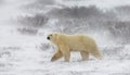 A polar bear on the tundra. Snow. Canada.