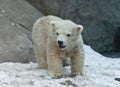 Polar bear, Ursus maritimus Royalty Free Stock Photo