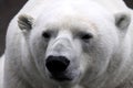 Polar Bear (Ursus maritimus) Royalty Free Stock Photo