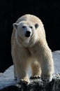 Polar Bear (Ursus maritimus) Royalty Free Stock Photo
