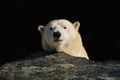 Polar bear (Ursus maritimus) Royalty Free Stock Photo