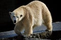 Polar bear (Ursus maritimus) Royalty Free Stock Photo