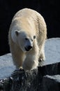 Polar Bear (Ursus maritimus) Royalty Free Stock Photo