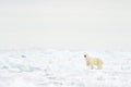 Polar Bear (Ursus maritimus) adult Royalty Free Stock Photo