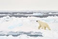 Polar Bear (Ursus maritimus) adult Royalty Free Stock Photo