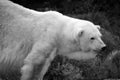 The polar bear Ursus maritimus is a bear native largely within the Arctic Circle encompassing the Arctic Ocean, its surrounding