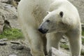 Polar Bear portret white close up.