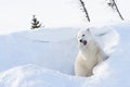 Polar bear (Ursus maritimus) cub coming out den Royalty Free Stock Photo