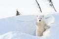 Polar bear (Ursus maritimus) cub coming out den