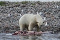 Polar Bear Ursus Maritimus eating a beluga whale along the shoreline near Arviat, Nunavut