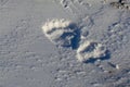 Polar Bear or Ursus maritimus footprints in snow near Churchill, Manitoba